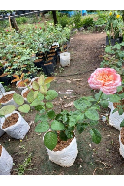 Троянда Ювілей Кордеса - саджанець в контейнері